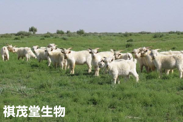 羊行情展望,从羊群效应到行业领袖的励志之路