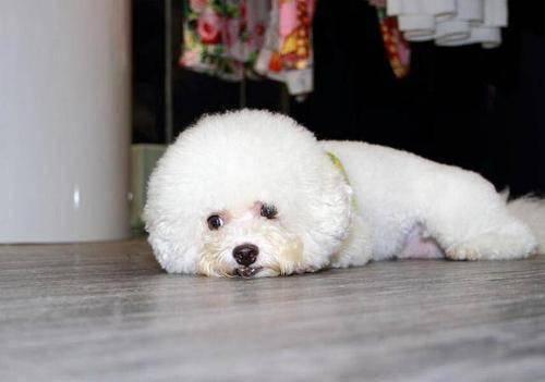 宠物狗价格揭秘，多种因素决定狗狗身价