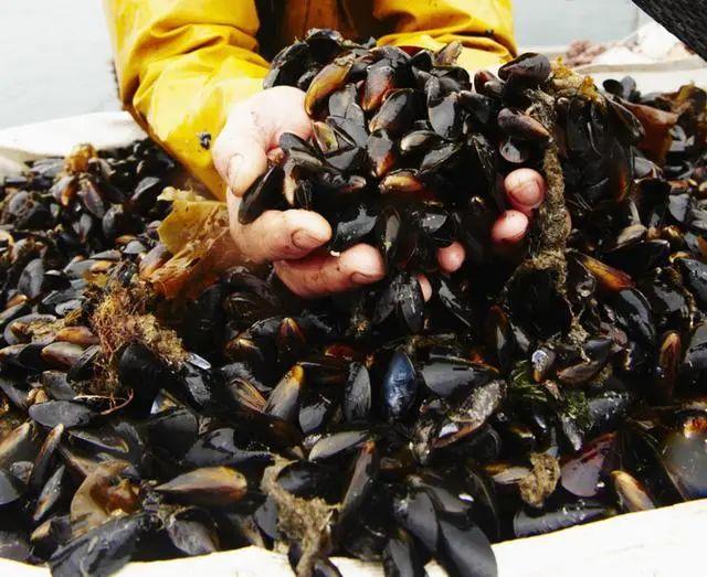 全球海域面临严峻挑战,最新海洋赤潮动态分析