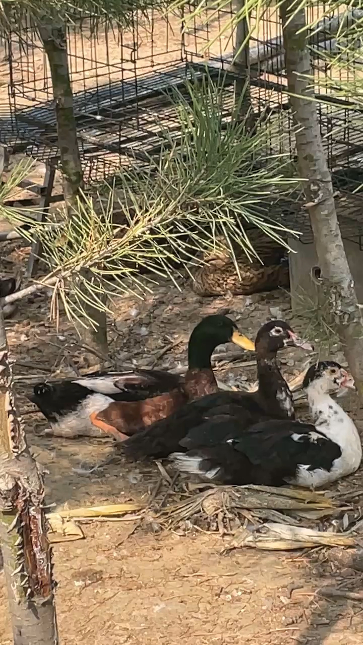 导热油旋转接头 第306页