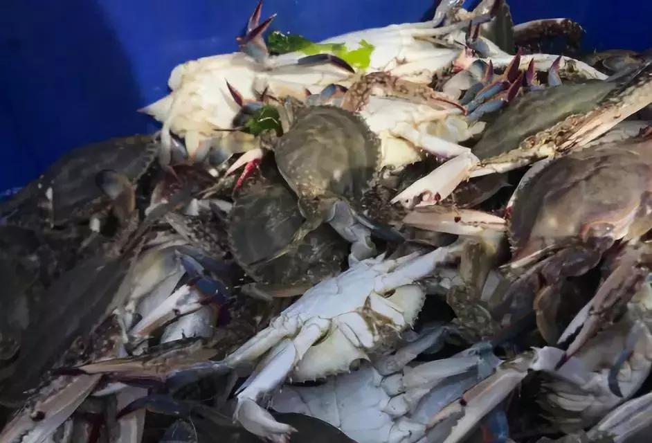 螃蟹当前的价格行情分析，最新价格动态与趋势预测