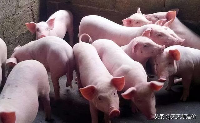 全国各地仔猪价格变化中的机遇与自我超越之路