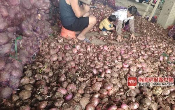 洋葱市场的独特风味,小巷深处的动态观察