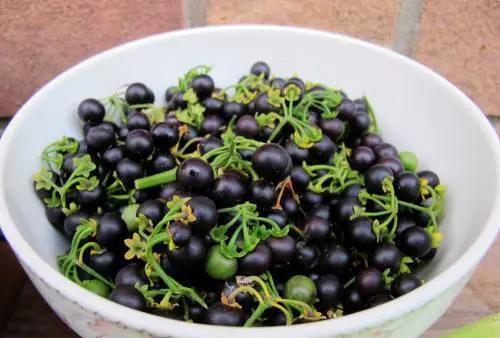 最新农家院名称大全,感受乡村魅力的独特体验