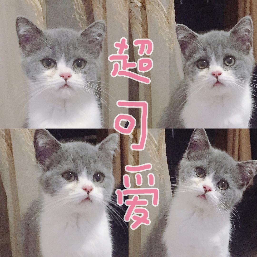 可可小猫最新，小巷中的神秘宝藏探索