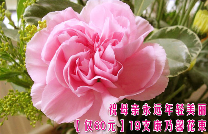 小巷深处的康乃馨鲜花价格与芬芳秘境探索