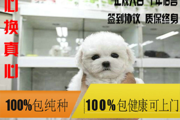最新宠物出售，变化、学习与自信的力量激发人与宠物的缘分与成长之路
