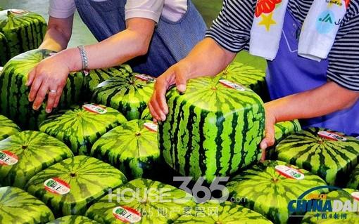 南京西瓜情缘，市场行情一览