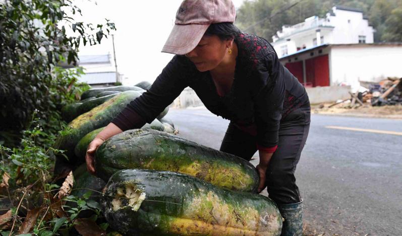 山东冬瓜价格最新行情动态及指南