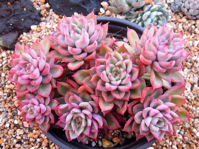 最新流行多肉植物品种，科技与自然的完美融合之美