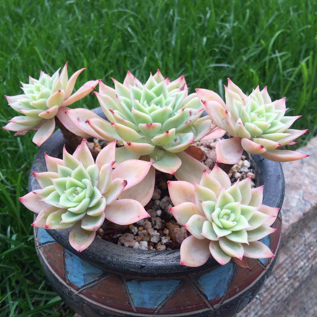 最新流行多肉植物品种,科技与自然的完美融合之美