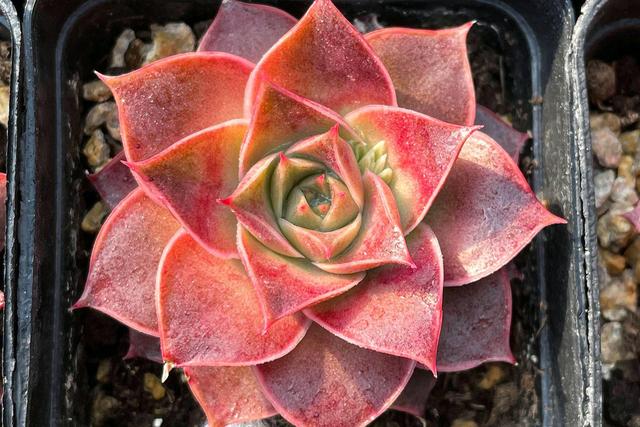 最新流行多肉植物品种,科技与自然的完美融合之美