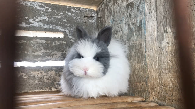 揭秘道奇猫猫兔价格，萌宠选购指南！