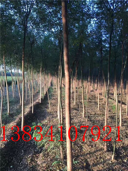 栾树价格解析，规格到价值的深度探讨