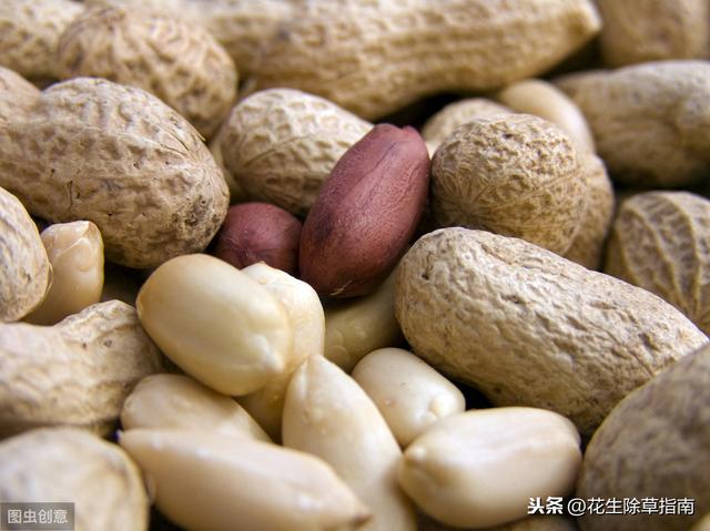 山东省花生米最新价格行情分析与趋势预测