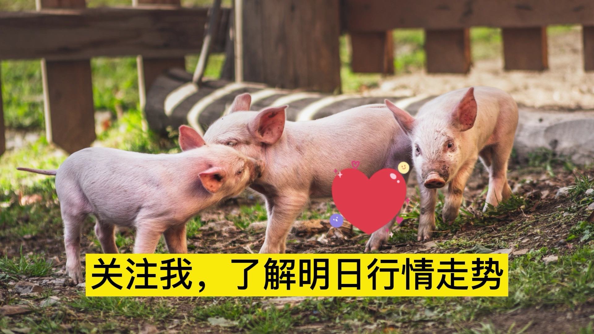 明日猪价格走势揭秘，洞悉市场动态，买卖无忧的指南！