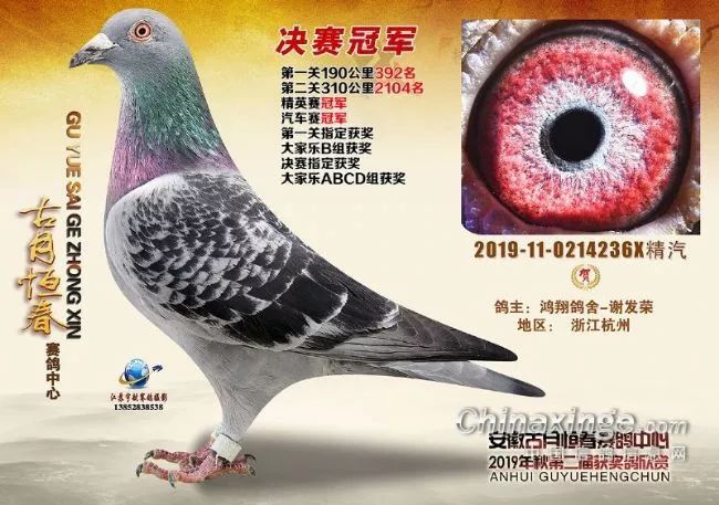 安捷信鸽比赛直播，文化与科技的交融盛宴
