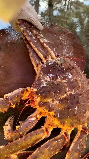 深海霸主揭秘，最新帝王蟹的科普探索