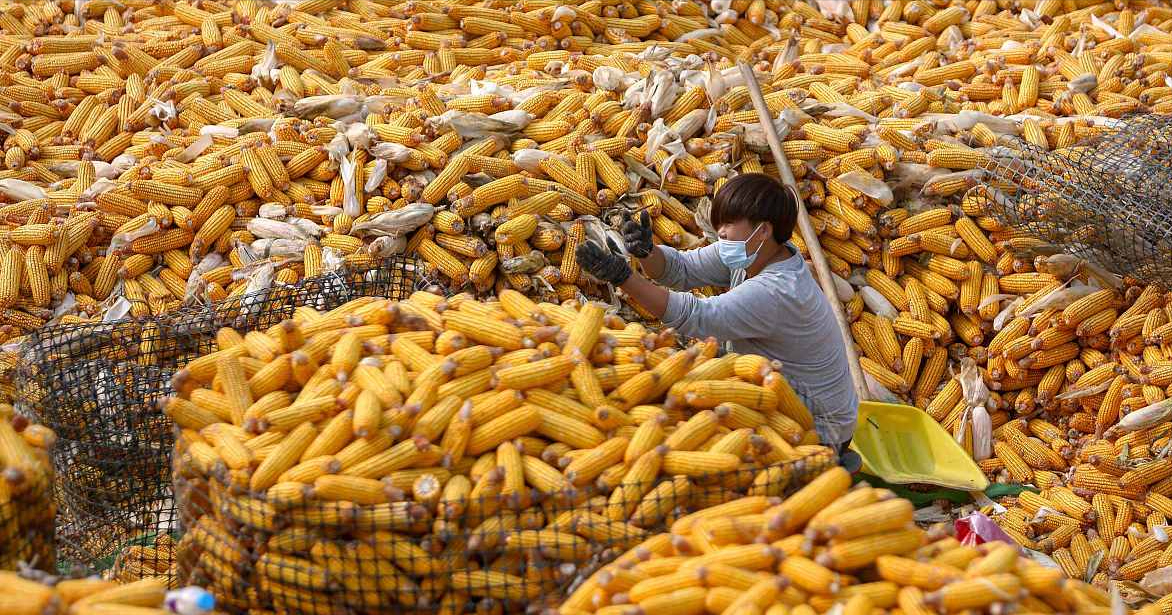 通辽玉米价格全面指南,今日行情及市场走势分析
