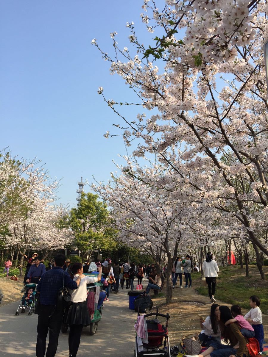 上海顾村公园门票价格详解及攻略指南