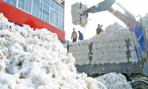 山东棉籽价格,时代见证与市场的脉动