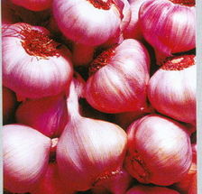 中牟大蒜今日最新价格,科技引领,蒜香未来的市场趋势分析