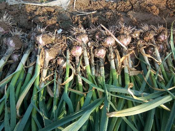 中牟大蒜今日最新价格,科技引领,蒜香未来的市场趋势分析