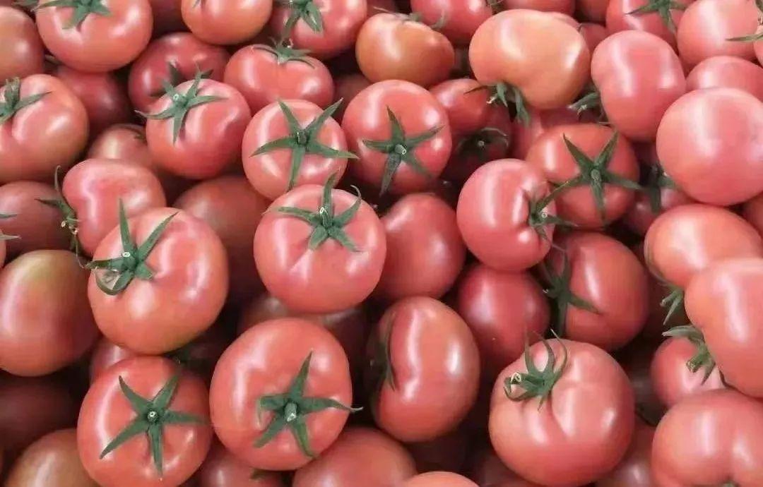 扁豆角价格最新行情,科技智能解析,豆角行情引领生活新动态