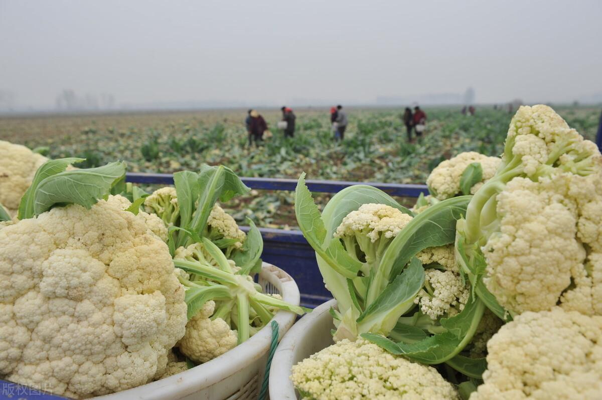扁豆角价格最新行情,科技智能解析,豆角行情引领生活新动态