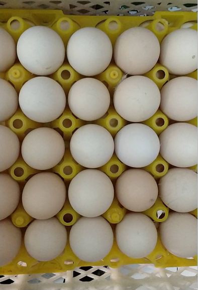最新鲜鸡蛋选购指南