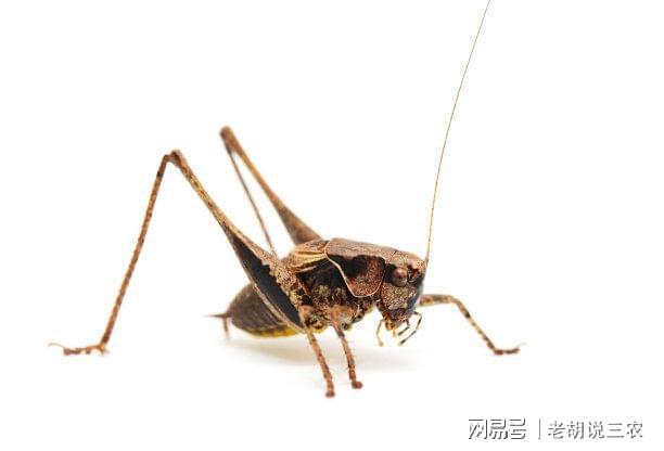 最新抓蟋蟀之旅，一场温馨有趣的捉虫体验