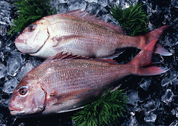 科技助力鲜鱼新体验,探寻鲜鱼最新鲜的奥秘