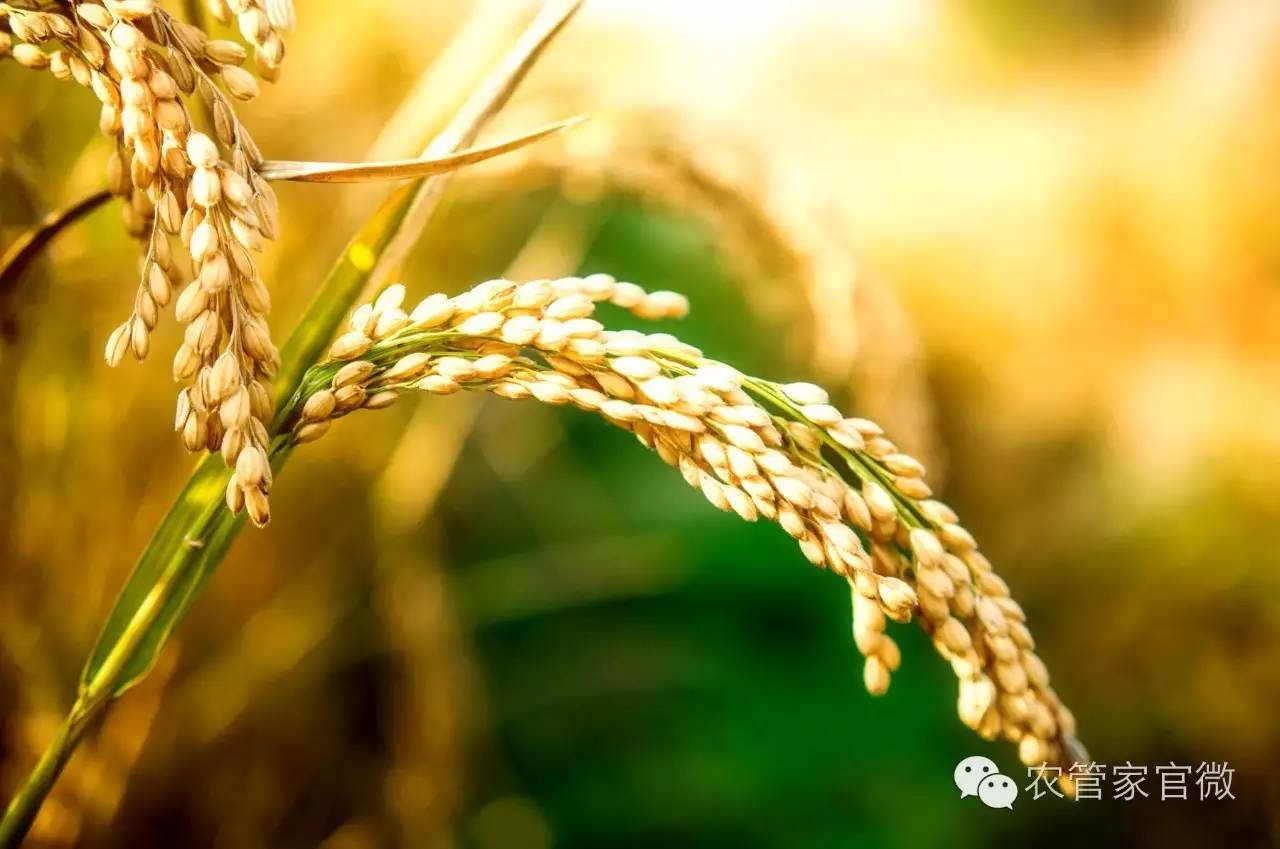 稻谷价格最新动态与心灵之旅,探索自然美景,寻求内心平和与宁静